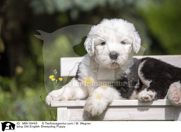 liegender Bobtail Welpe / lying Old English Sheepdog Puppy / MW-16445