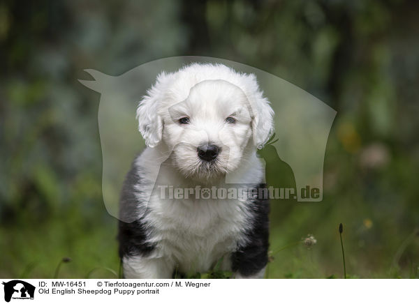 Bobtail Welpe Portrait / Old English Sheepdog Puppy portrait / MW-16451