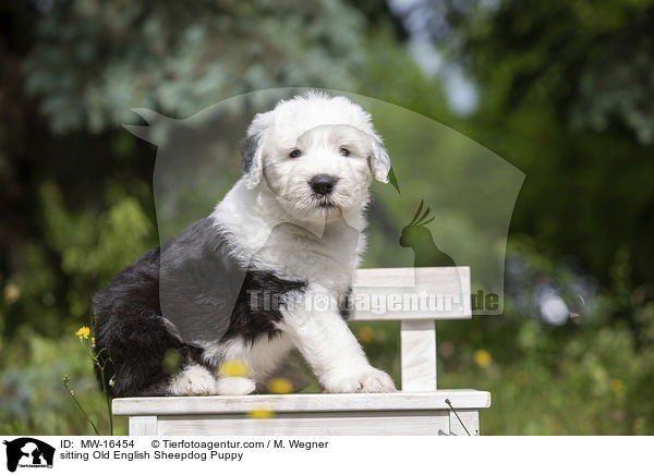 sitting Old English Sheepdog Puppy / MW-16454