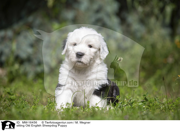 sitzender Bobtail Welpe / sitting Old English Sheepdog Puppy / MW-16456