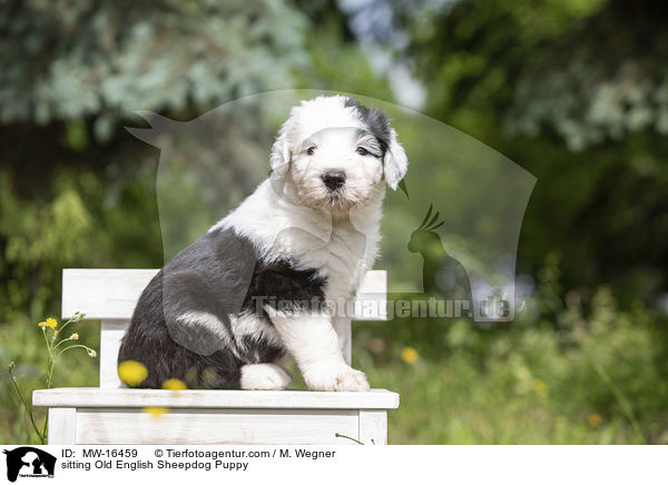 sitzender Bobtail Welpe / sitting Old English Sheepdog Puppy / MW-16459