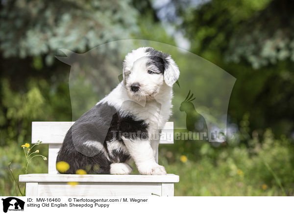 sitzender Bobtail Welpe / sitting Old English Sheepdog Puppy / MW-16460