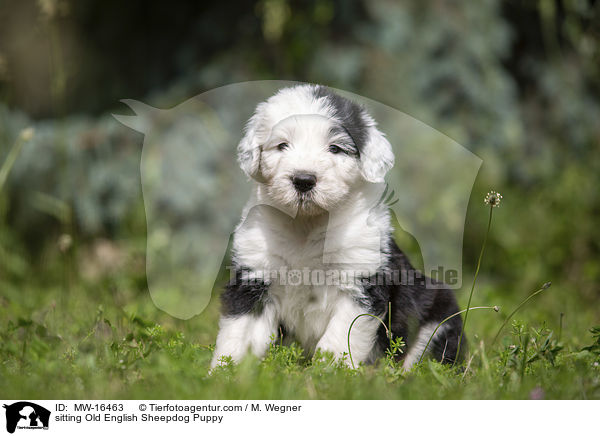 sitzender Bobtail Welpe / sitting Old English Sheepdog Puppy / MW-16463