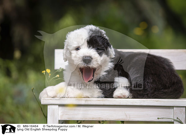 liegender Bobtail Welpe / lying Old English Sheepdog Puppy / MW-16464