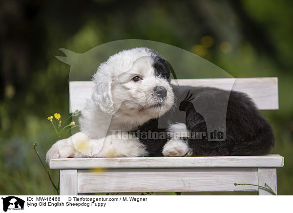 liegender Bobtail Welpe / lying Old English Sheepdog Puppy / MW-16466