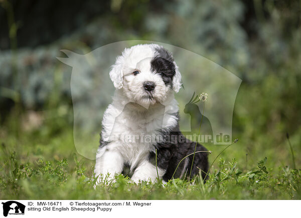 sitting Old English Sheepdog Puppy / MW-16471
