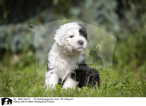 sitzender Bobtail Welpe / sitting Old English Sheepdog Puppy / MW-16472