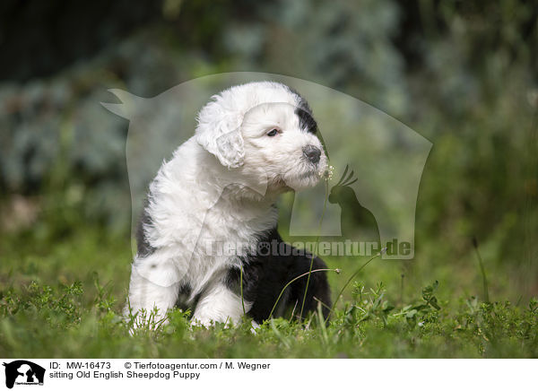 sitting Old English Sheepdog Puppy / MW-16473