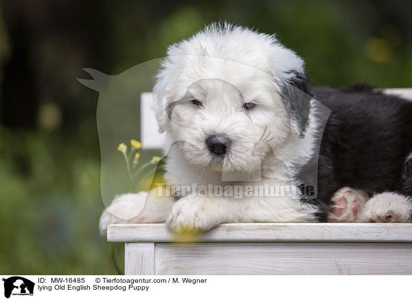 liegender Bobtail Welpe / lying Old English Sheepdog Puppy / MW-16485