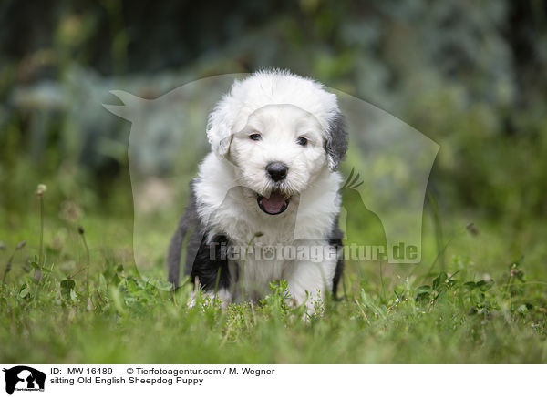 sitting Old English Sheepdog Puppy / MW-16489
