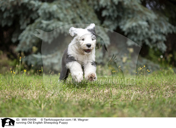 rennender Bobtail Welpe / running Old English Sheepdog Puppy / MW-16496