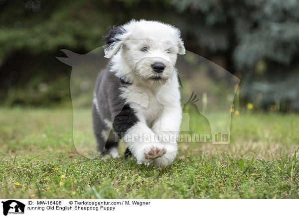 rennender Bobtail Welpe / running Old English Sheepdog Puppy / MW-16498