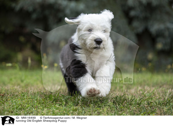 running Old English Sheepdog Puppy / MW-16499