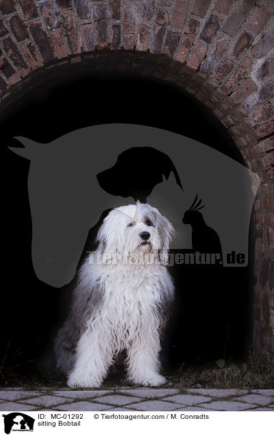 sitzender Bobtail / sitting Bobtail / MC-01292
