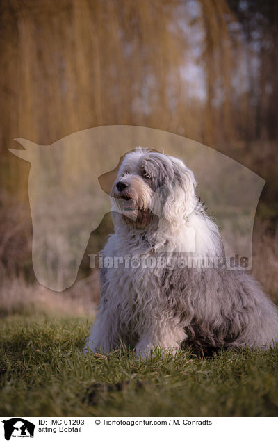sitzender Bobtail / sitting Bobtail / MC-01293