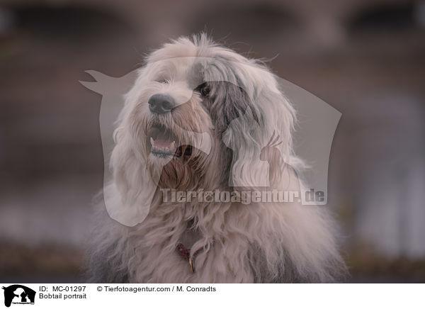 Bobtail Portrait / Bobtail portrait / MC-01297
