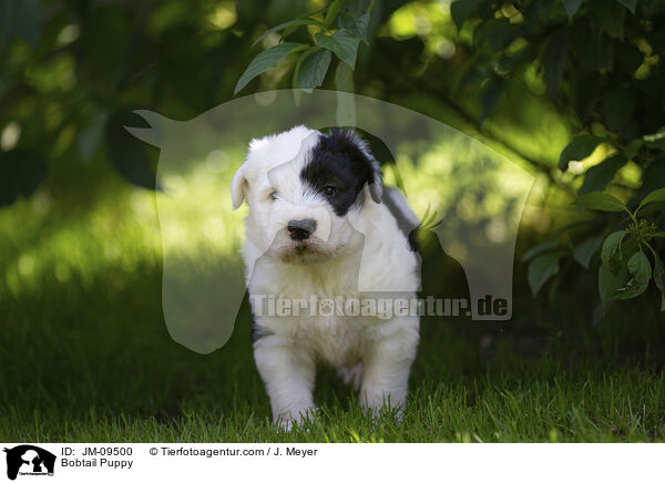 Bobtail Puppy / JM-09500