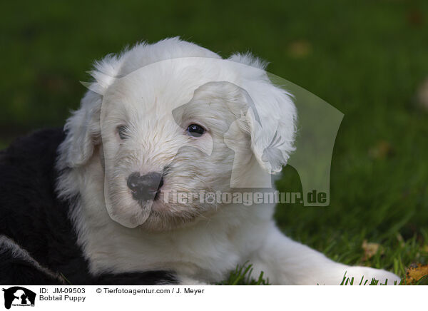 Bobtail Puppy / JM-09503
