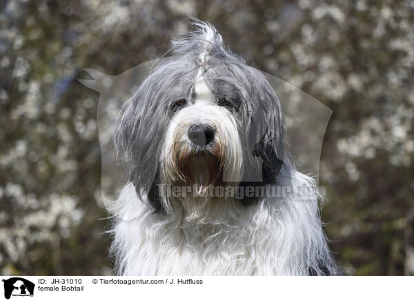Bobtail Hndin / female Bobtail / JH-31010