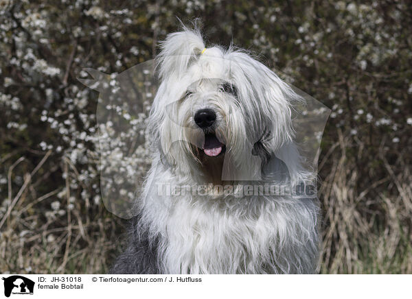 Bobtail Hndin / female Bobtail / JH-31018