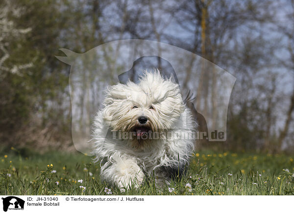 Bobtail Hndin / female Bobtail / JH-31040