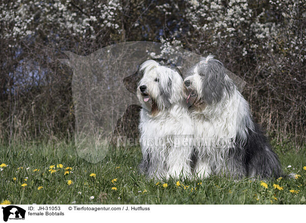 Bobtail Hndinnen / female Bobtails / JH-31053