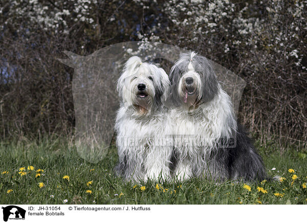 Bobtail Hndinnen / female Bobtails / JH-31054