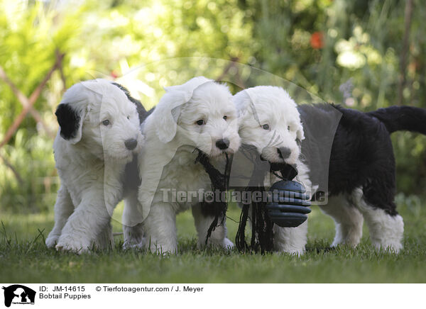 Bobtail Welpen / Bobtail Puppies / JM-14615
