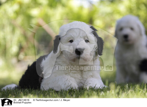 Bobtail Puppies / JM-14616