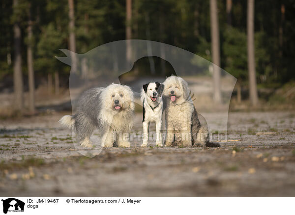 Hunde / dogs / JM-19467