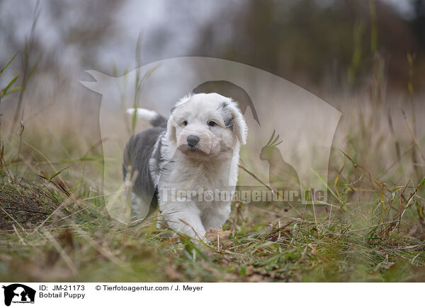 Bobtail Welpe / Bobtail Puppy / JM-21173