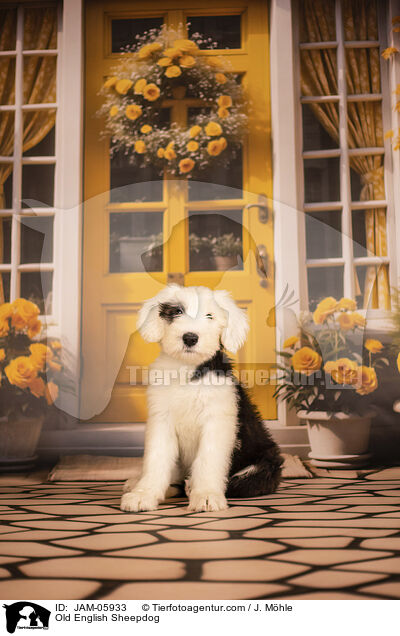 Bobtail Welpe / Old English Sheepdog / JAM-05933