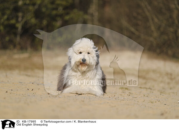 Bobtail / Old English Sheepdog / KB-17995