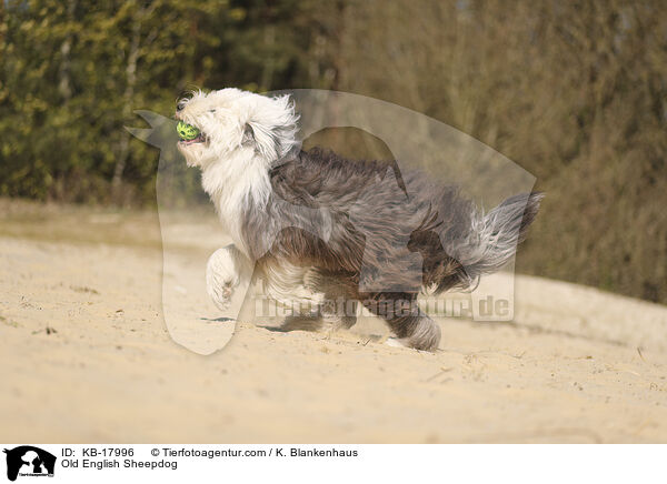Bobtail / Old English Sheepdog / KB-17996