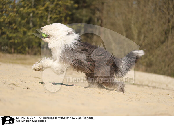 Bobtail / Old English Sheepdog / KB-17997