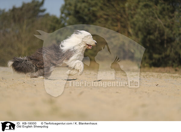 Bobtail / Old English Sheepdog / KB-18000