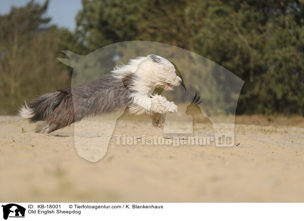 Bobtail / Old English Sheepdog / KB-18001