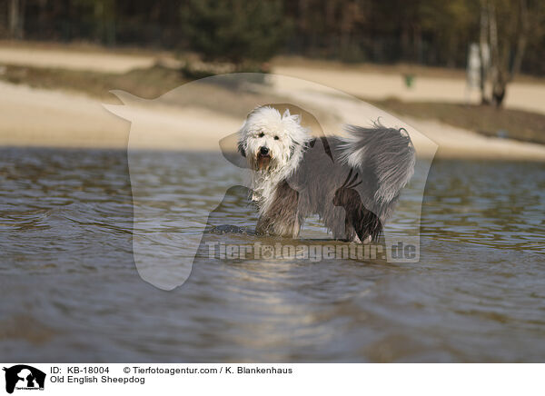 Bobtail / Old English Sheepdog / KB-18004
