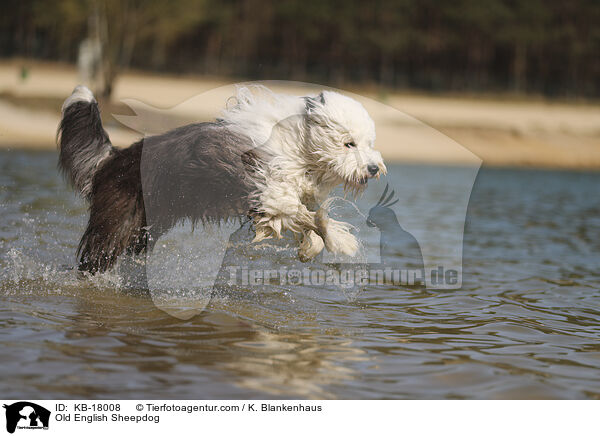 Bobtail / Old English Sheepdog / KB-18008