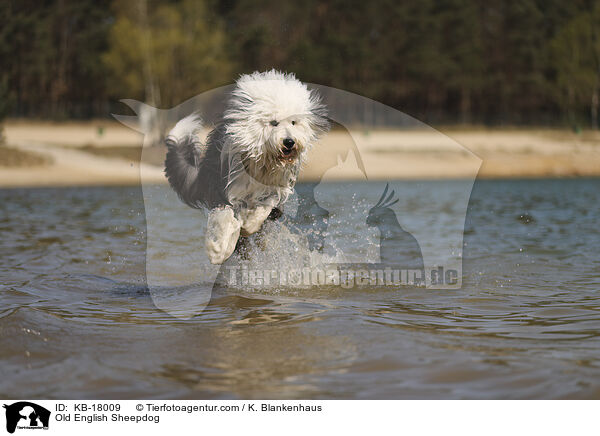Bobtail / Old English Sheepdog / KB-18009