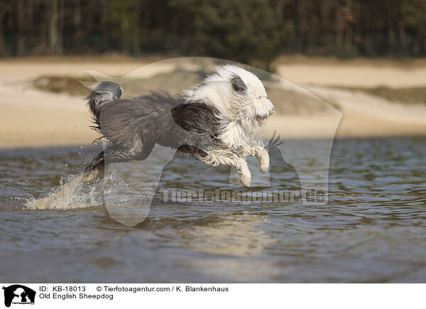 Bobtail / Old English Sheepdog / KB-18013