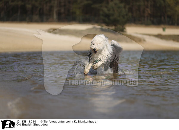 Bobtail / Old English Sheepdog / KB-18014