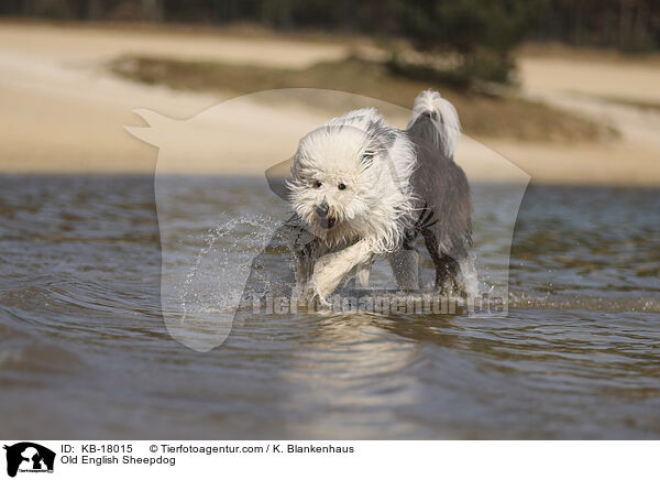 Bobtail / Old English Sheepdog / KB-18015