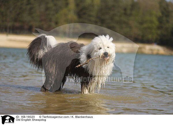 Bobtail / Old English Sheepdog / KB-18020