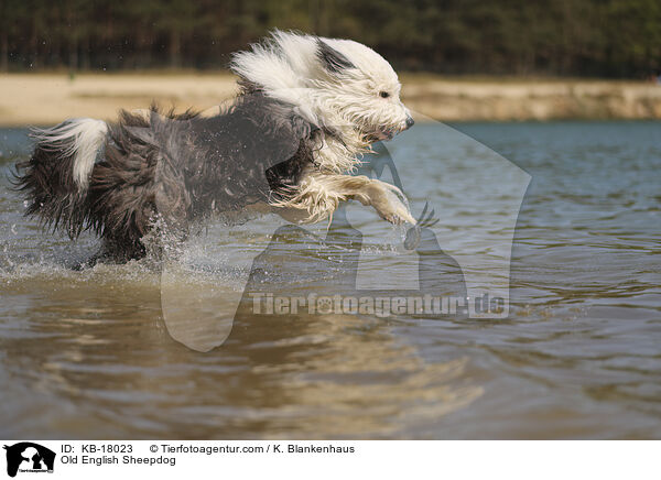 Bobtail / Old English Sheepdog / KB-18023