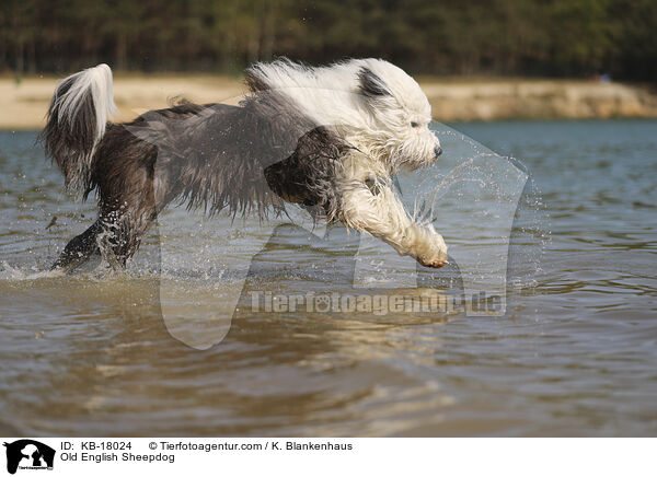 Bobtail / Old English Sheepdog / KB-18024