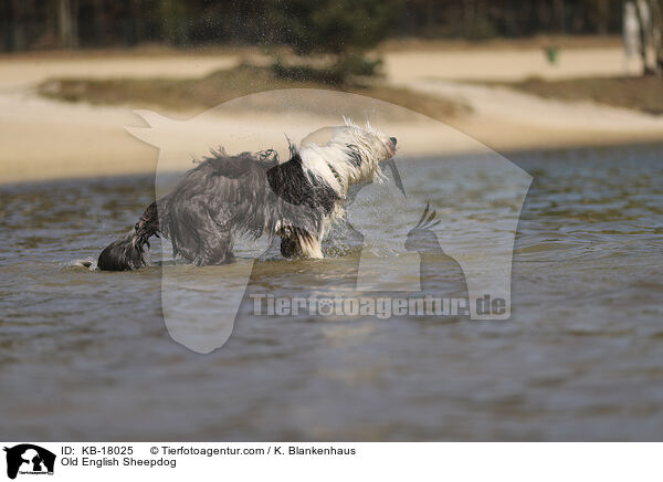 Bobtail / Old English Sheepdog / KB-18025