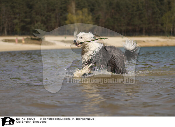 Bobtail / Old English Sheepdog / KB-18026