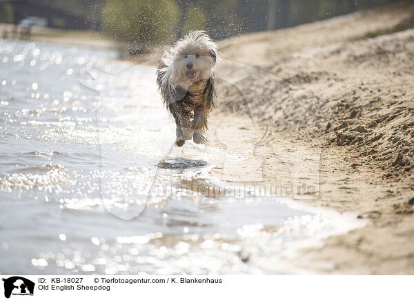 Bobtail / Old English Sheepdog / KB-18027
