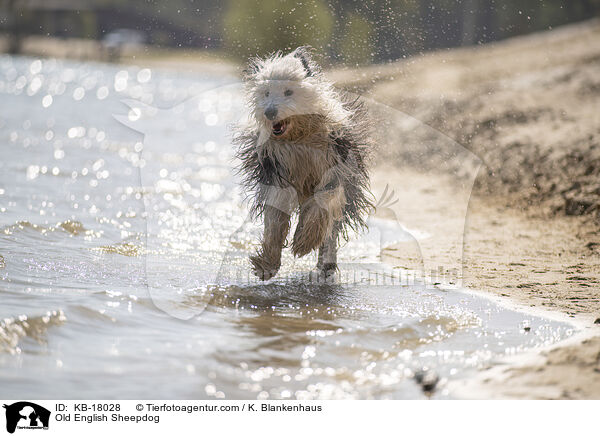 Bobtail / Old English Sheepdog / KB-18028